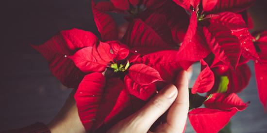 poinsettia
