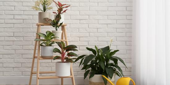 plante anti pollution