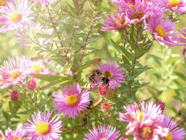 Les fleurs qui attirent les abeilles