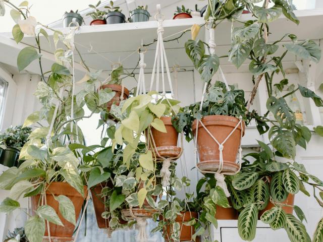 Plantes retombantes