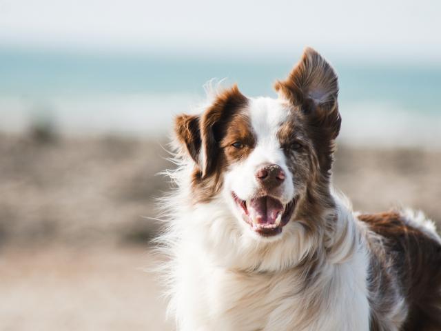 quel chien pour moi?