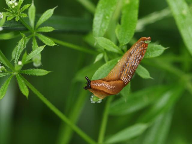 eloigner limaces salades