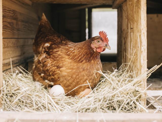 poules check list