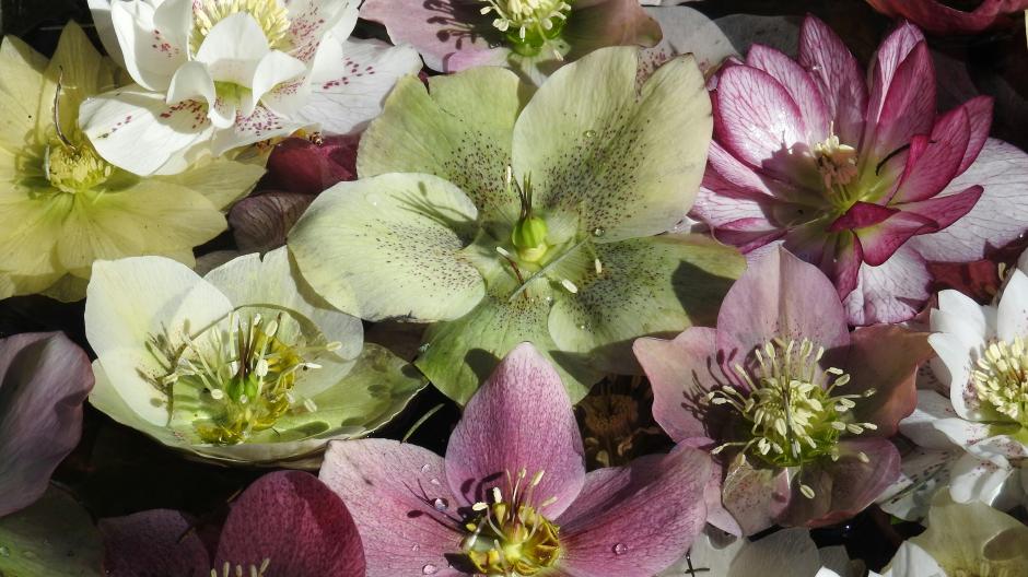 fleur jardin janvier