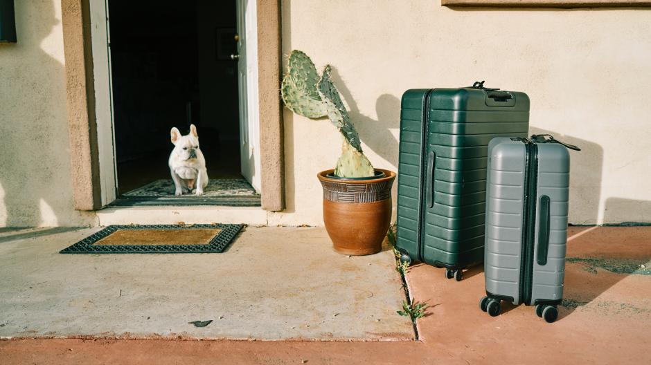 chien vacances avion comment faire