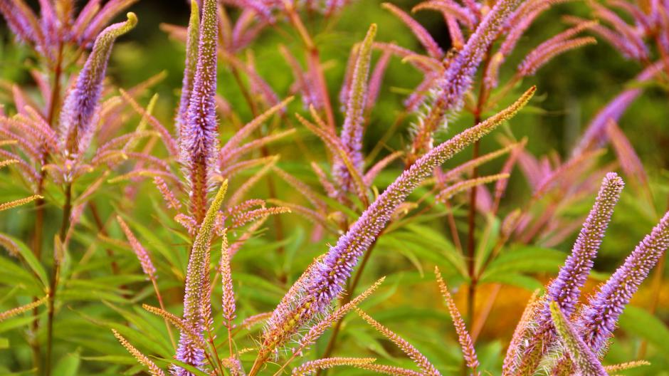 Fleurs géantes
