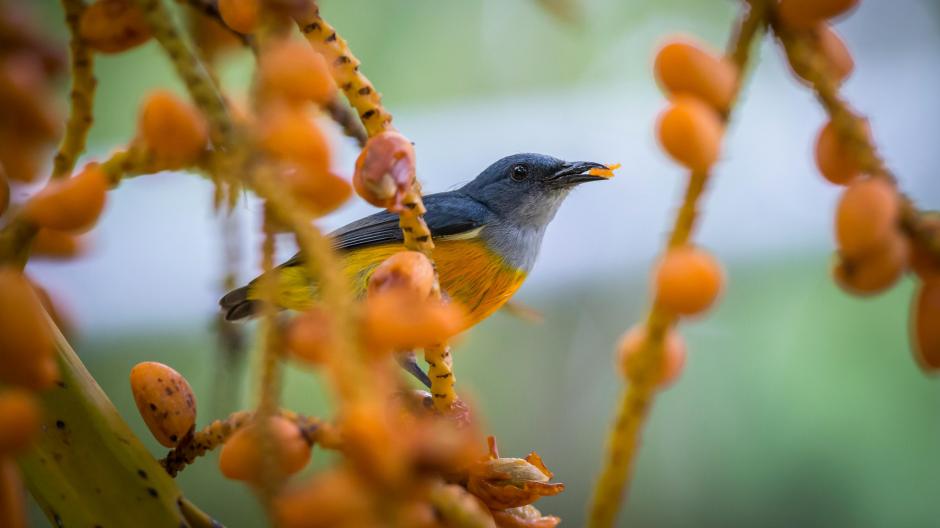 attirer oiseaux